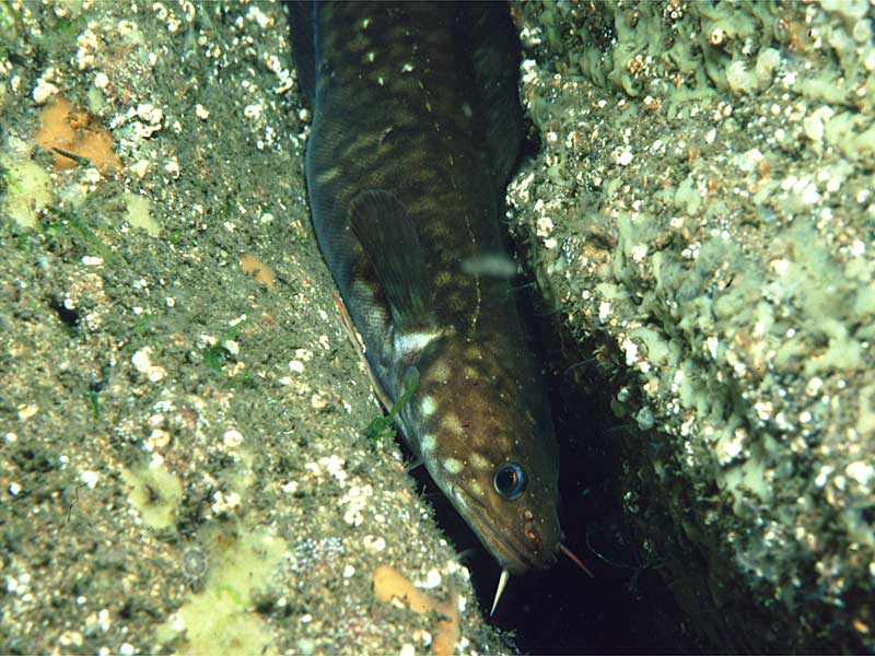 Gaidropsarus vulgaris (Motella maculata)